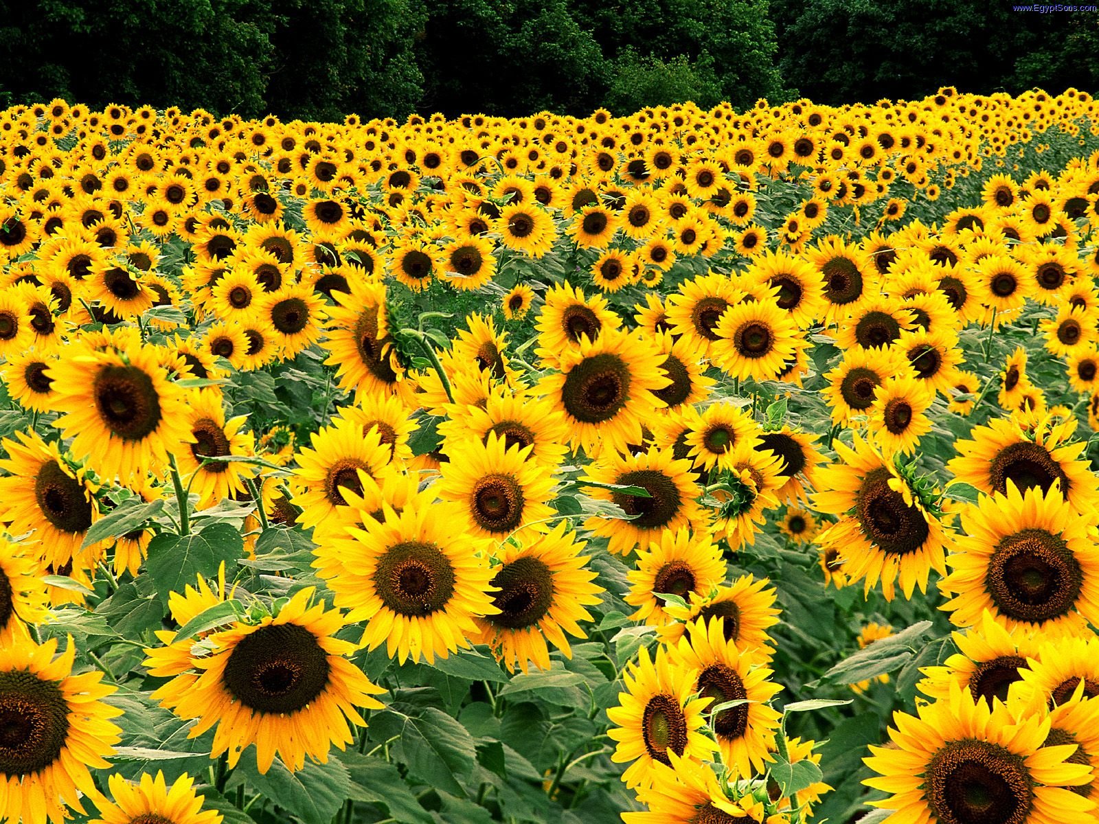 Sunflowers